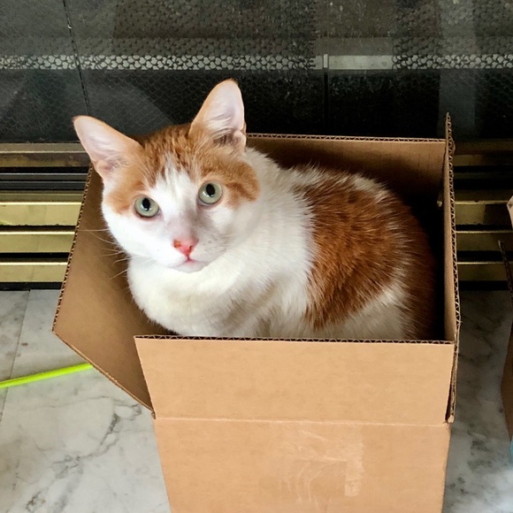 Meet your Posher, Taylor - Picture 1 of 1